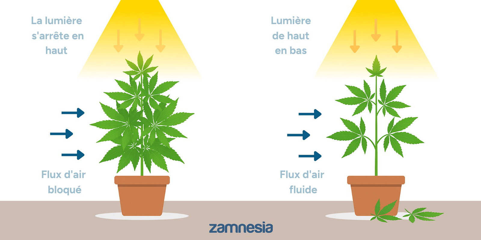 Pourquoi défolier vos plants de cannabis ?
