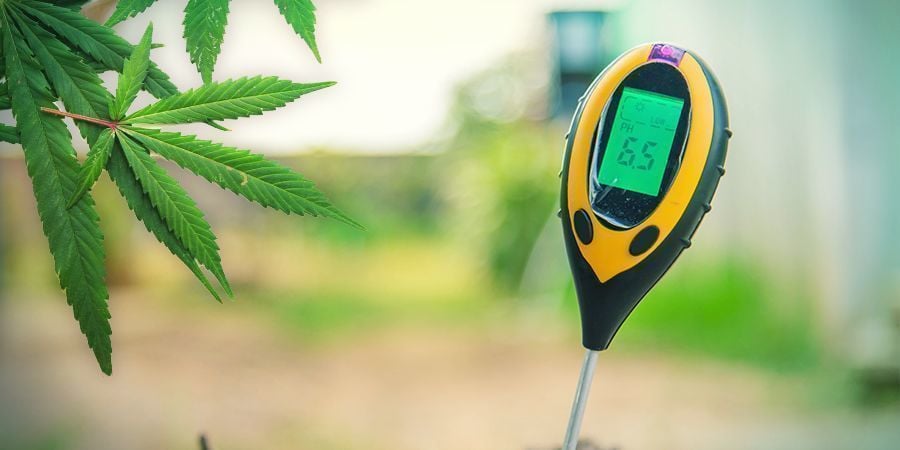 Cultiver Du Cannabis En Laine De Roche : Végétation
