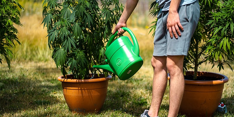 Erreurs fr&eacute;quentes en culture d&rsquo;autofloraison