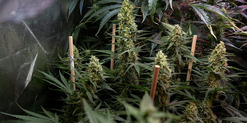 Culture des autofloraisons : ce qui les rend diff&eacute;rentes (aper&ccedil;u rapide)