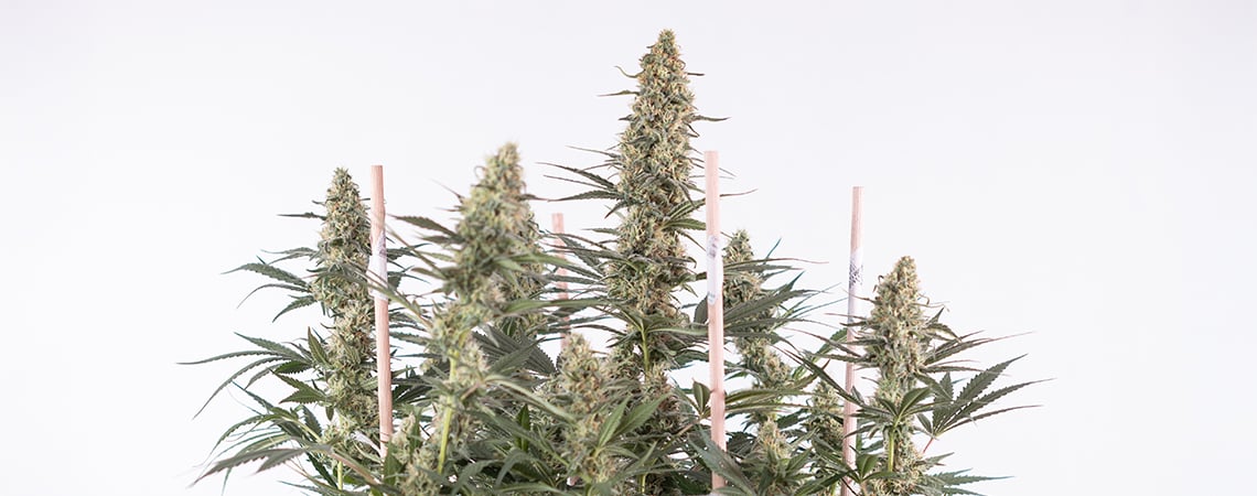 Cultiver Du Cannabis &Agrave; Autofloraison : Le Guide Ultime