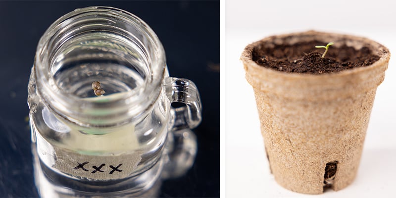 Semaine 1 : germination