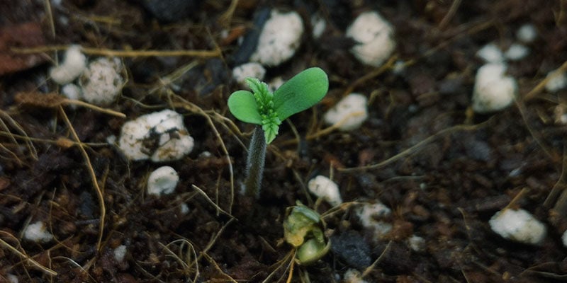 Phase de germination et des semis