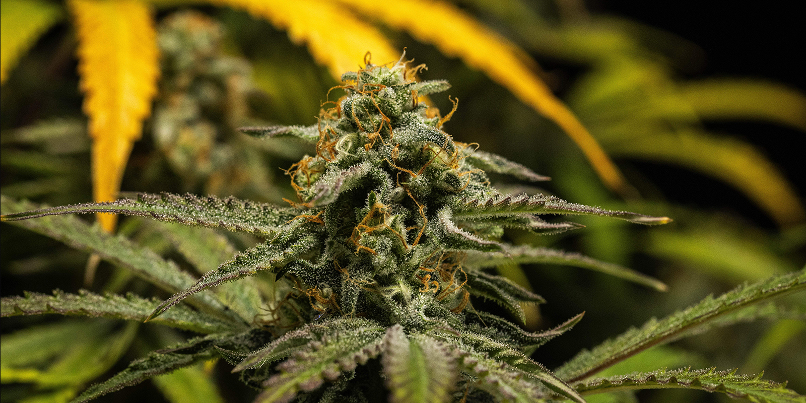 Derniers conseils pour nourrir des plants de cannabis autofloraison