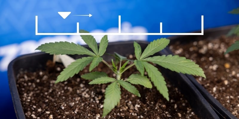 Quand commencer à nourrir les autos ? Quand commencer à nourrir les autos ?