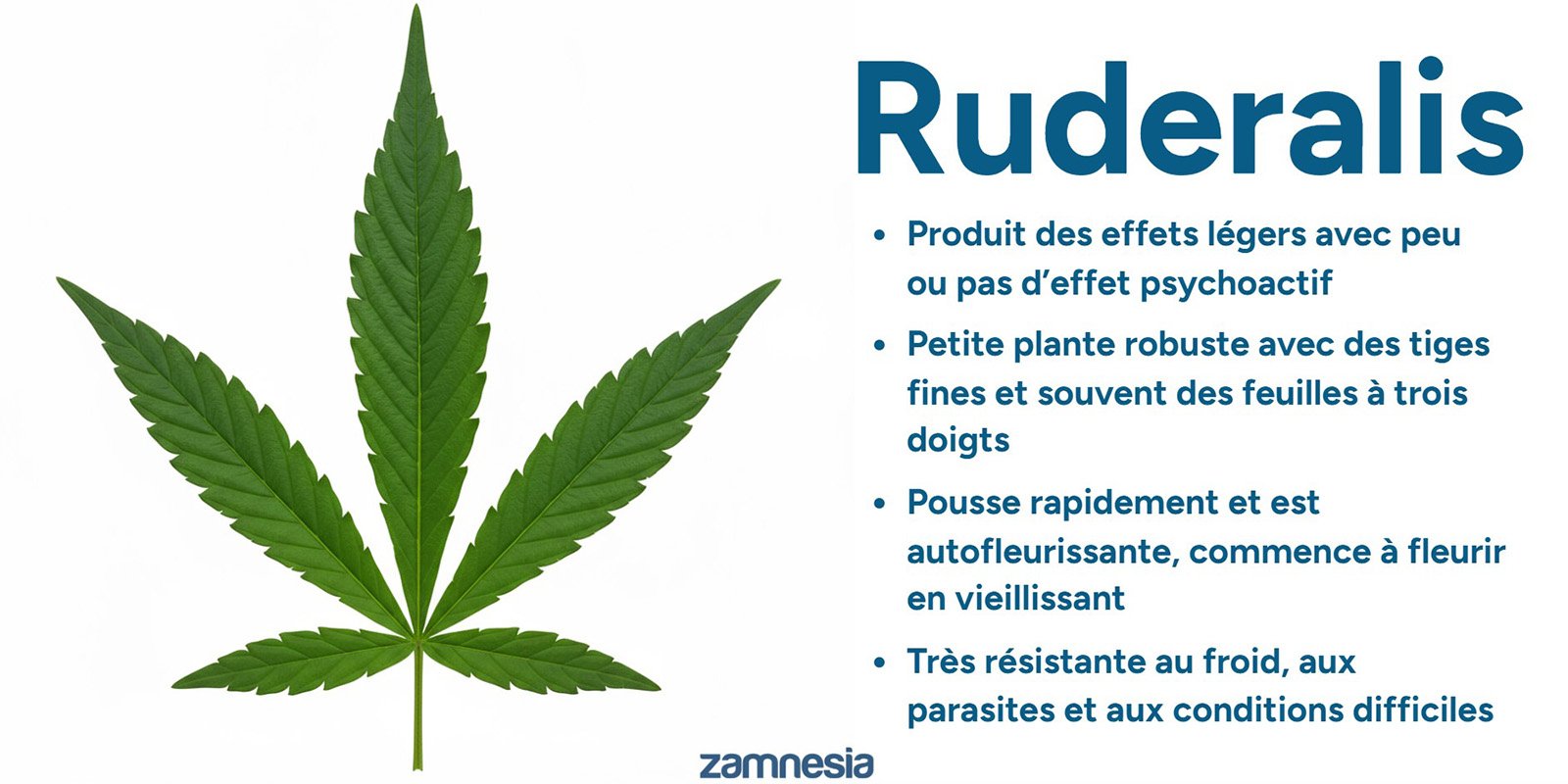 Origine du cannabis ruderalis
