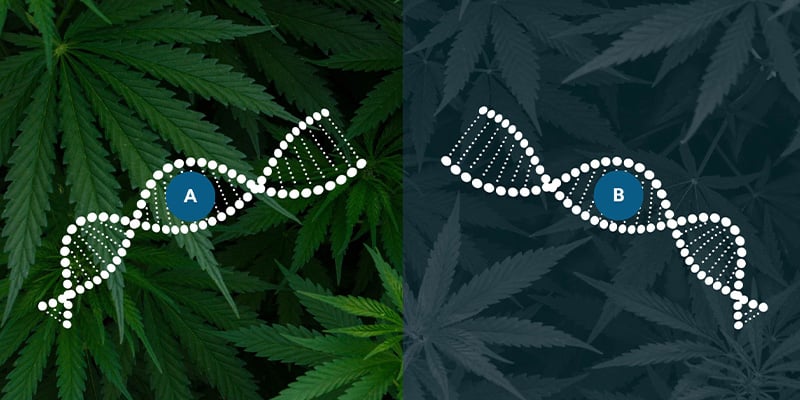 Le ruderalis dans l’hybridation autoflorissante