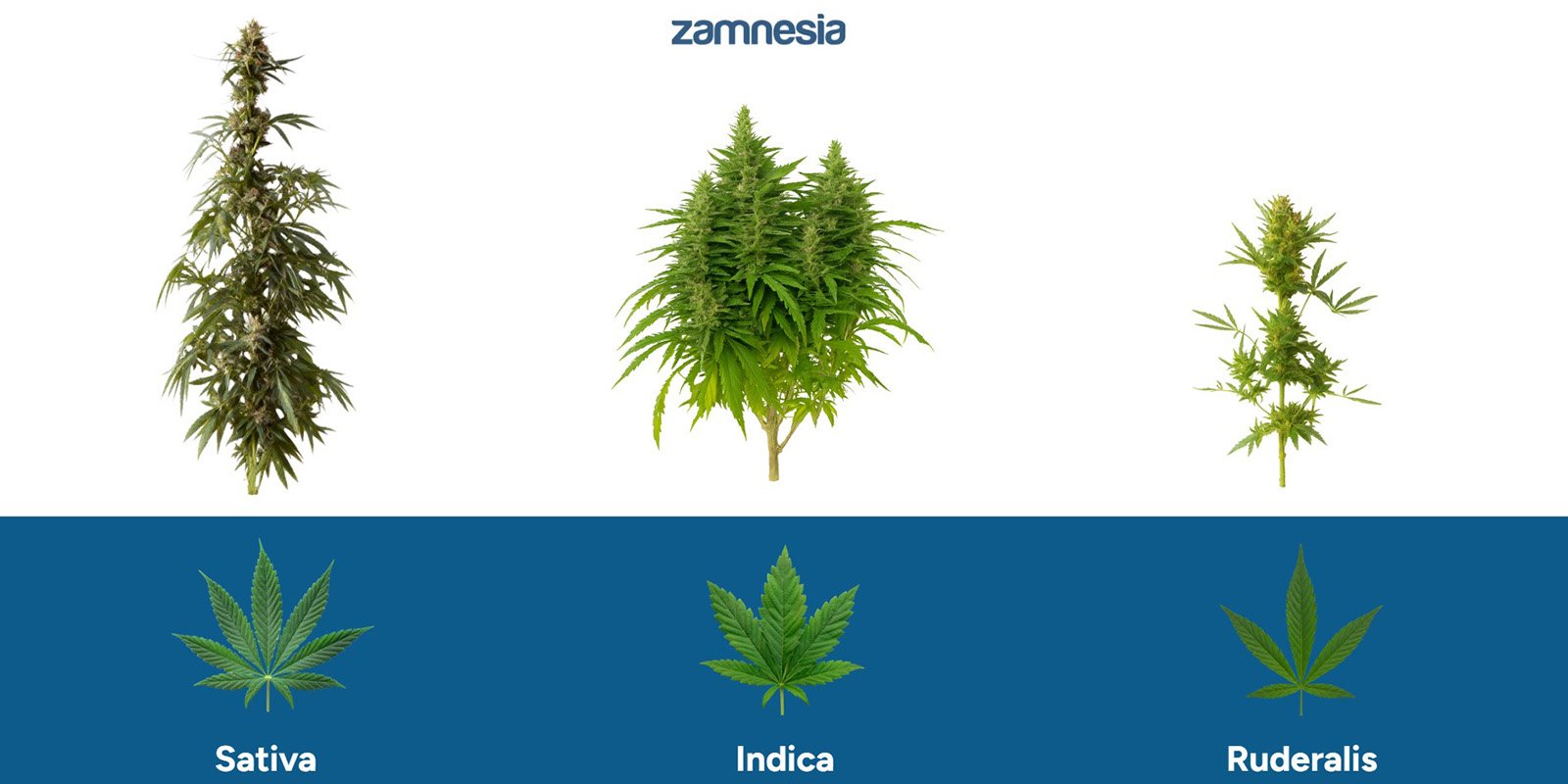 Comment le ruderalis se distingue des autres types de cannabis