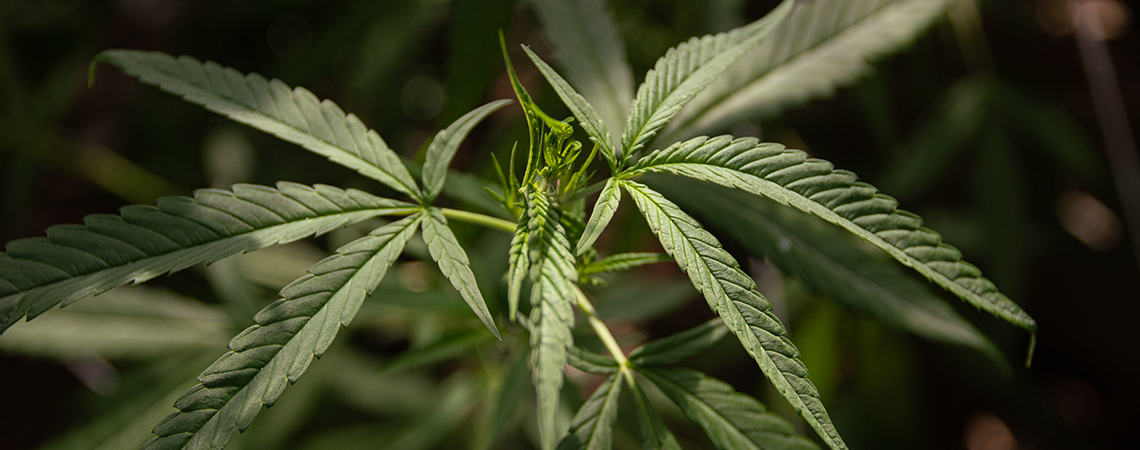 Qu’est-ce que le cannabis ruderalis ?