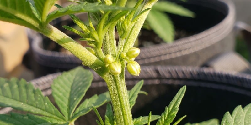 Sexe Des Plantes : Plants M&acirc;les Vs Femelles