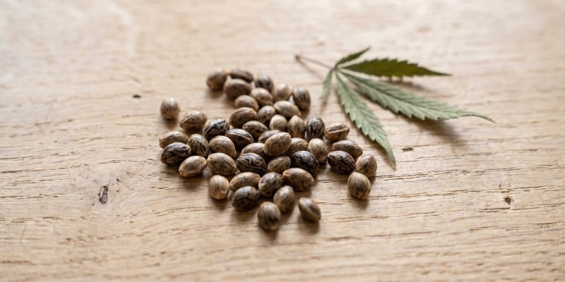 Que Sont Les Graines De Cannabis F&eacute;minis&eacute;es ?