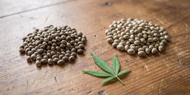 Les Graines De Cannabis F&eacute;minis&eacute;es Sont-Elles Identiques Aux Graines Photop&eacute;riodiques ?