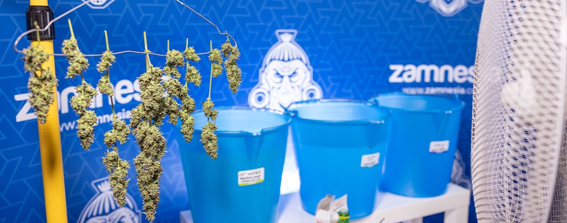 Lavage des têtes de cannabis : qu’est-ce donc et pourquoi le faire ? 