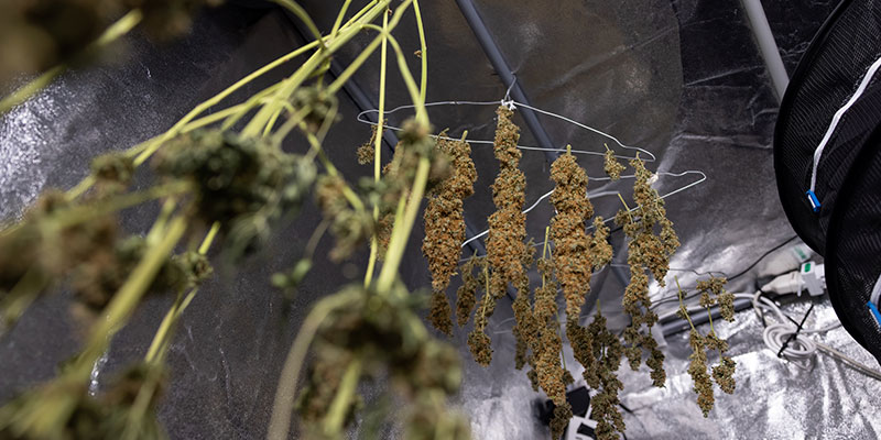 Meilleures pratiques pour le séchage du cannabis après son lavage