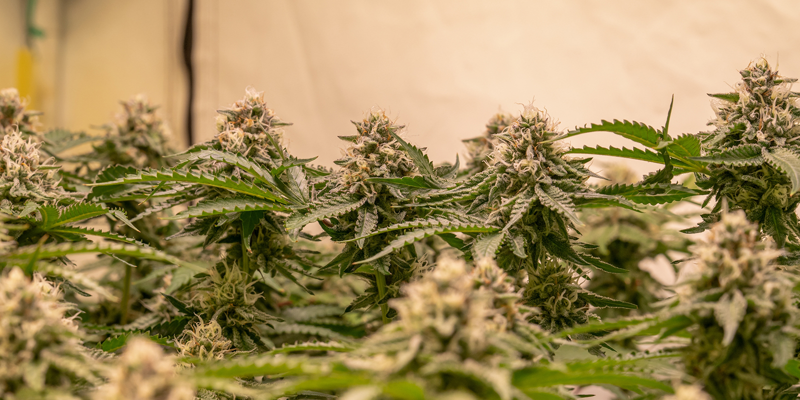 How to maximise yields in a SOG setup