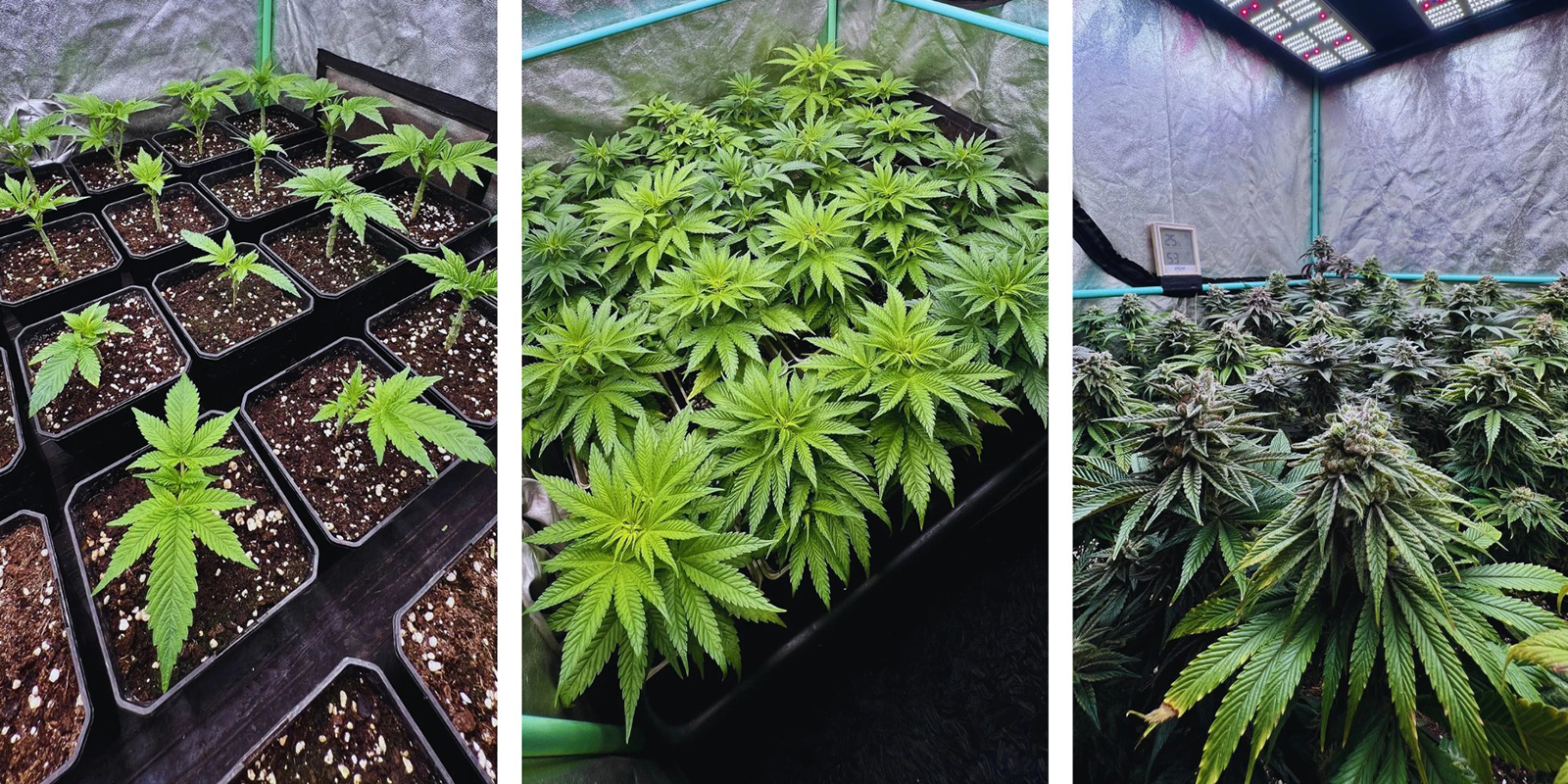 SOG timeline: From veg to harvest