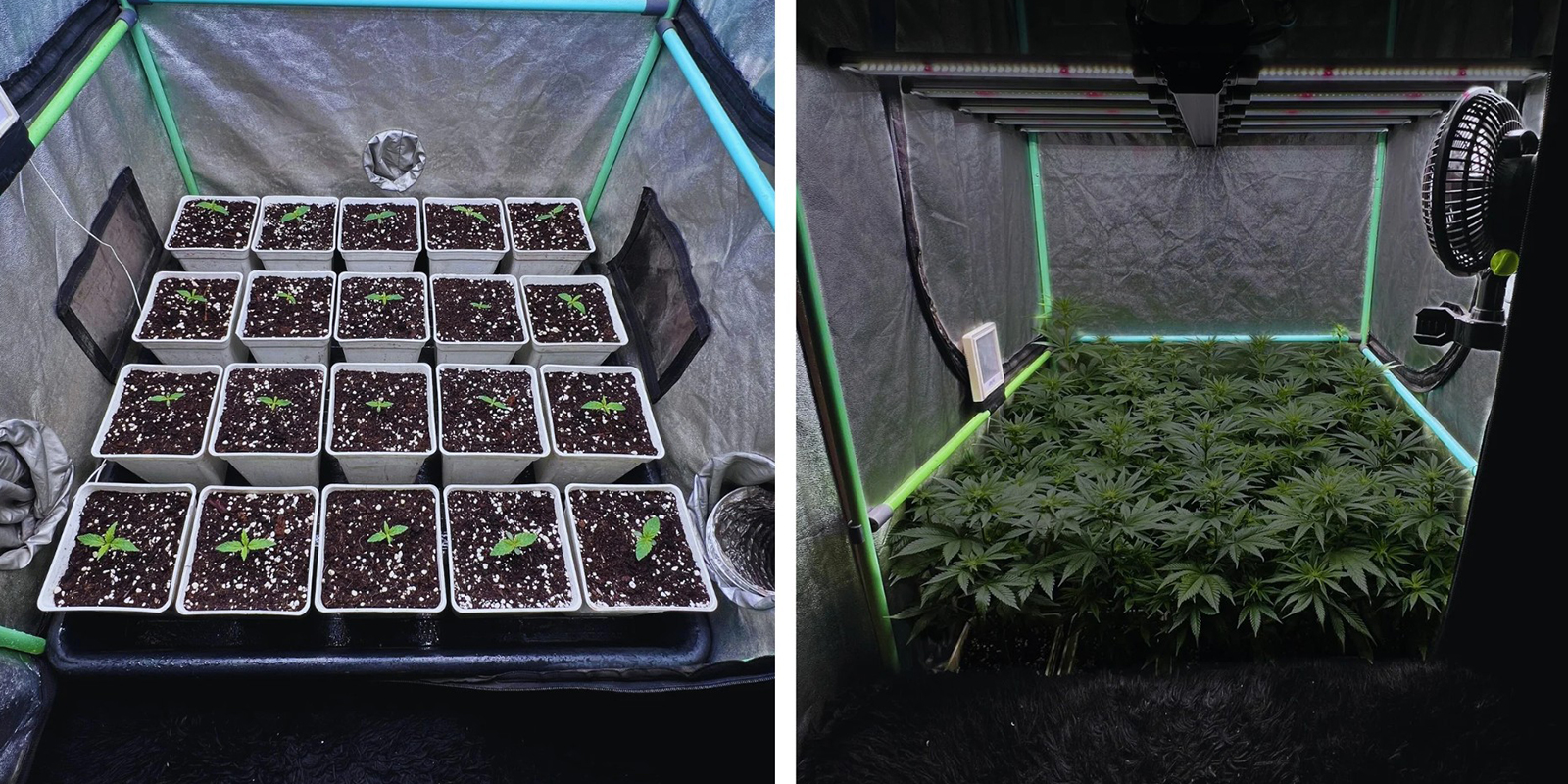 Setting up a sea of green grow