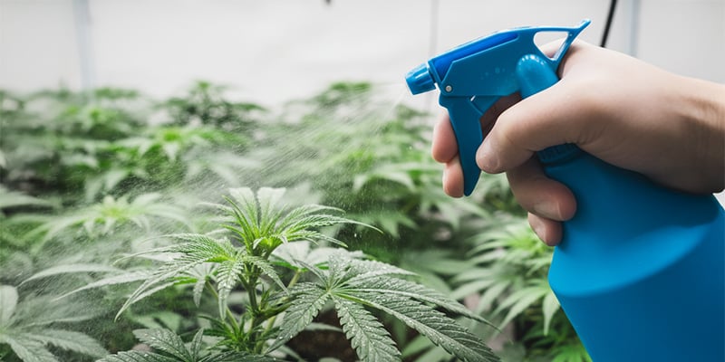 Comment se d&eacute;barrasser des thrips sur les plants de cannabis