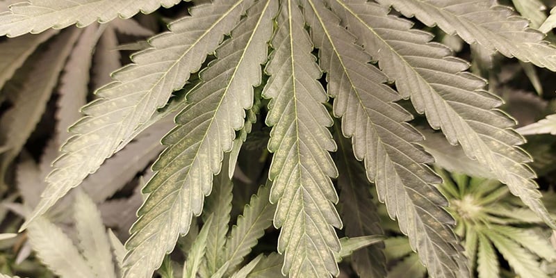 Comment pr&eacute;venir les thrips sur le cannabis