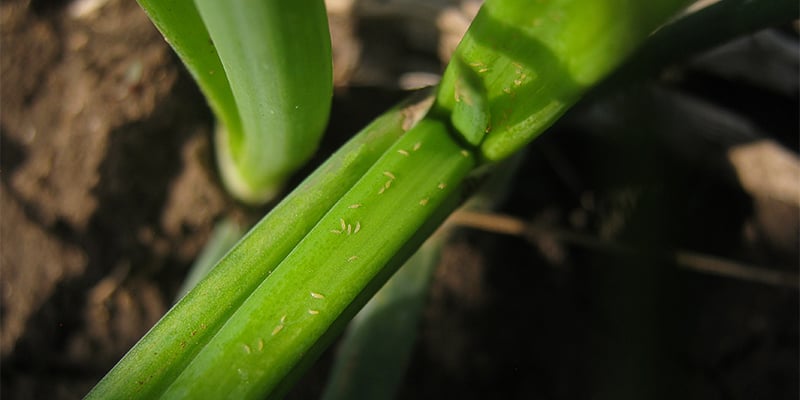 Comment rep&eacute;rer les thrips sur les plants de cannabis