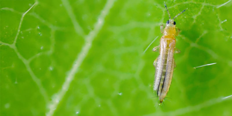 Que sont les thrips sur le cannabis ?