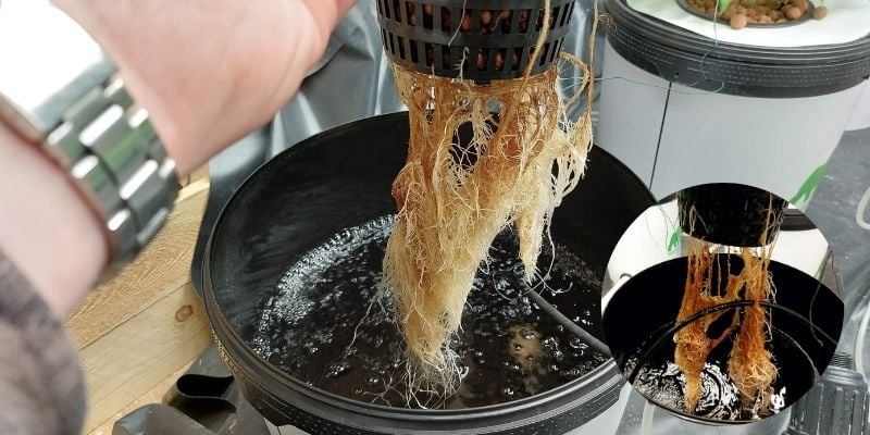 Pourrissement des racines en culture hydroponique