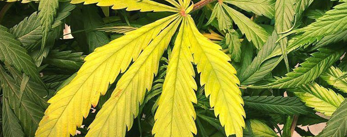 Carence en azote du cannabis Carence en azote du cannabis