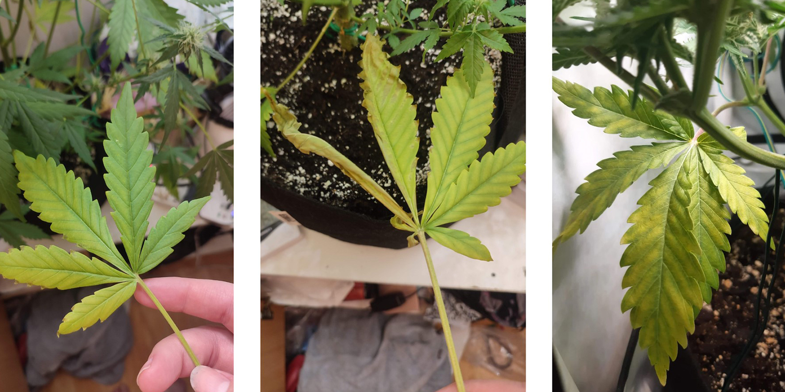 Symptômes précoces de la carence en azote Symptômes précoces de la carence en azote