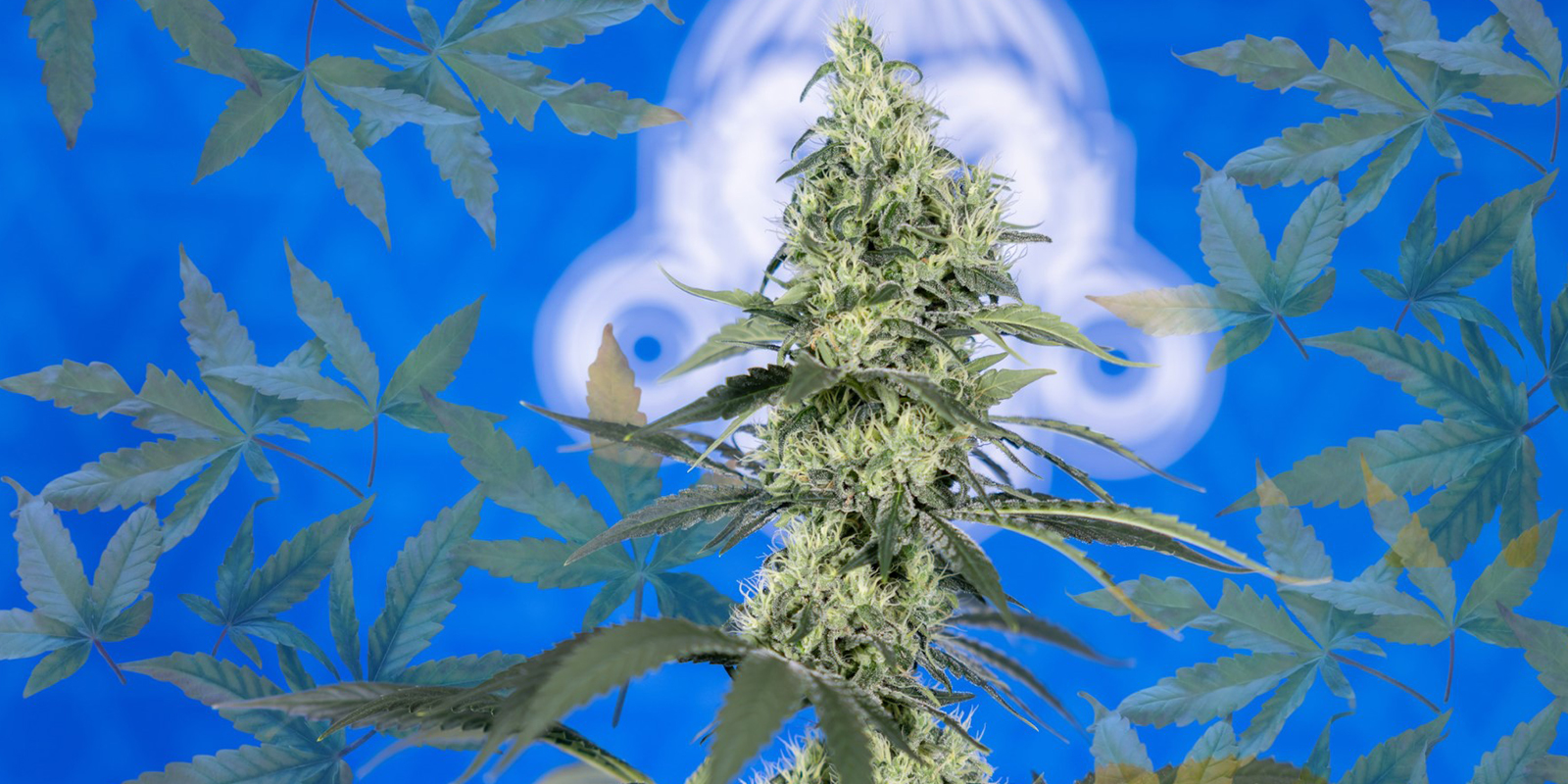 Dites adieu aux carences azotées Dites adieu aux carences azotées