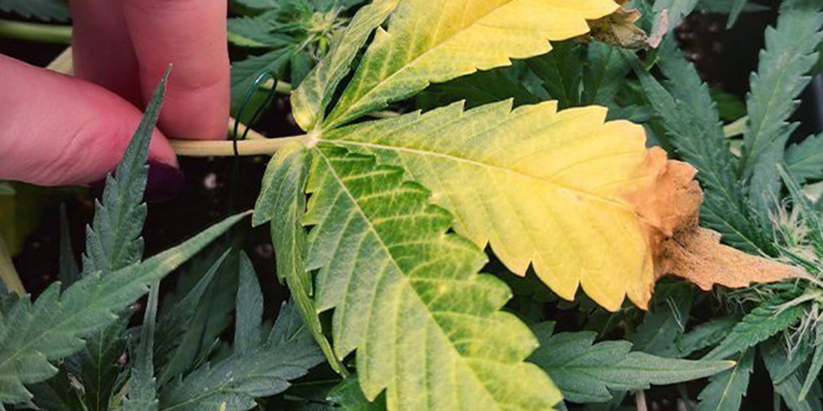 Symptômes de carence en azote Symptômes de carence en azote