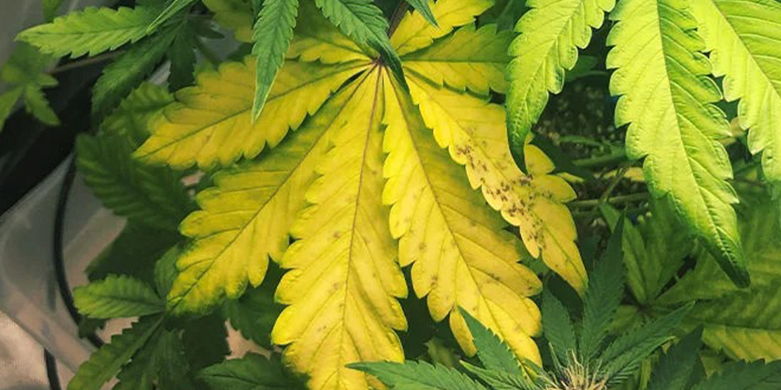 Symptômes de carence en azote Symptômes de carence en azote