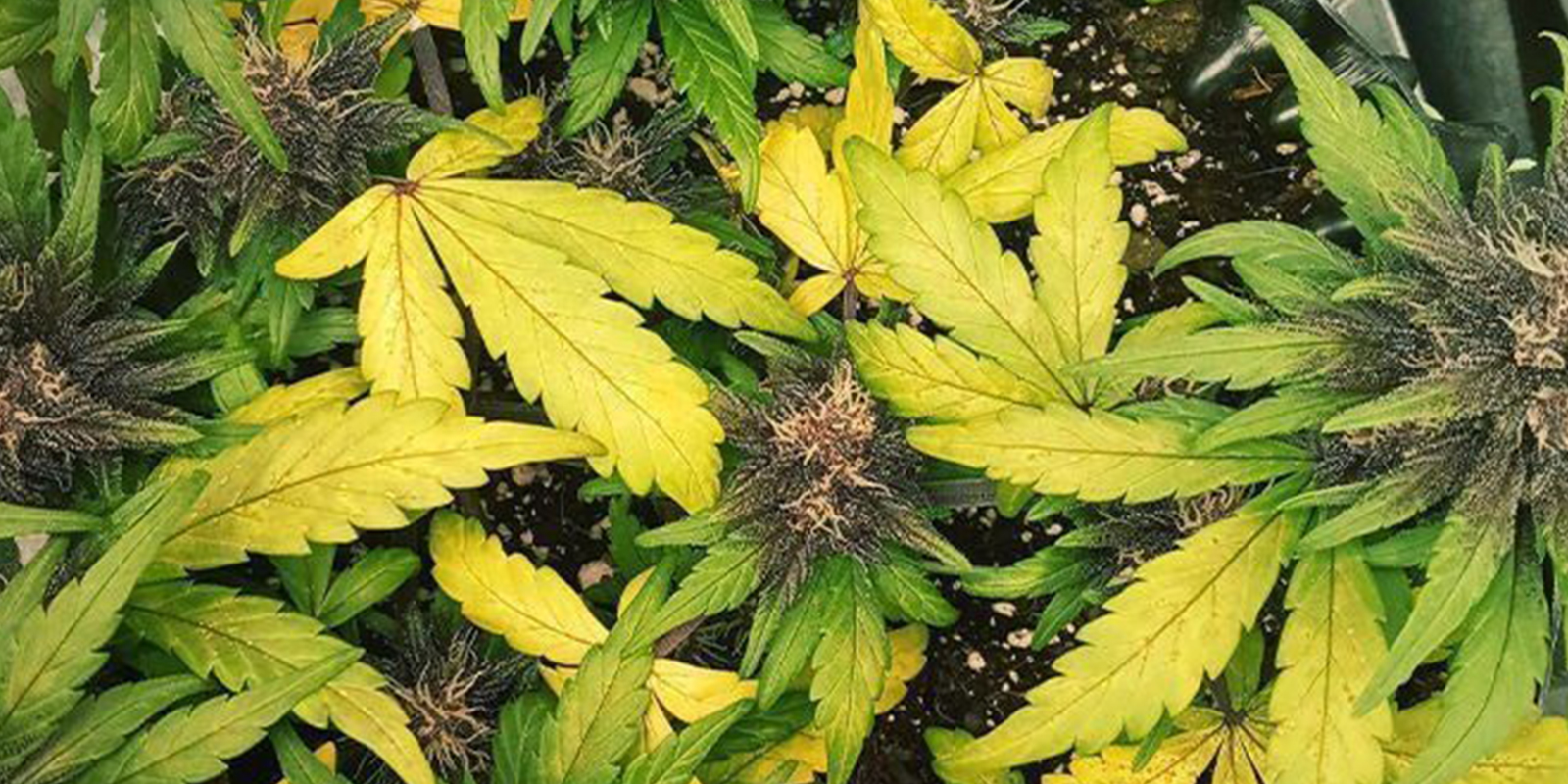 Symptômes de carence en azote Symptômes de carence en azote