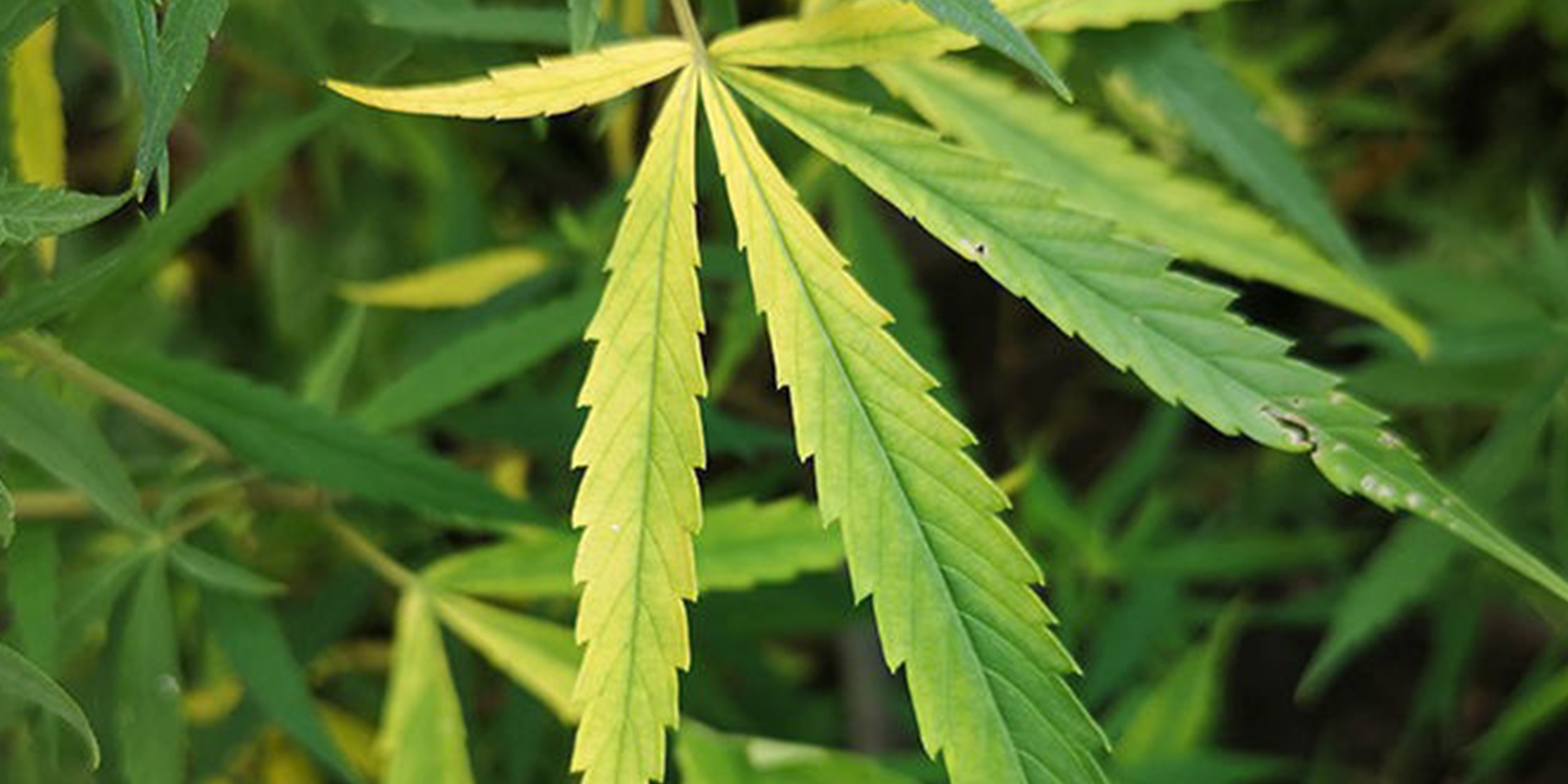 Symptômes de carence en azote Symptômes de carence en azote