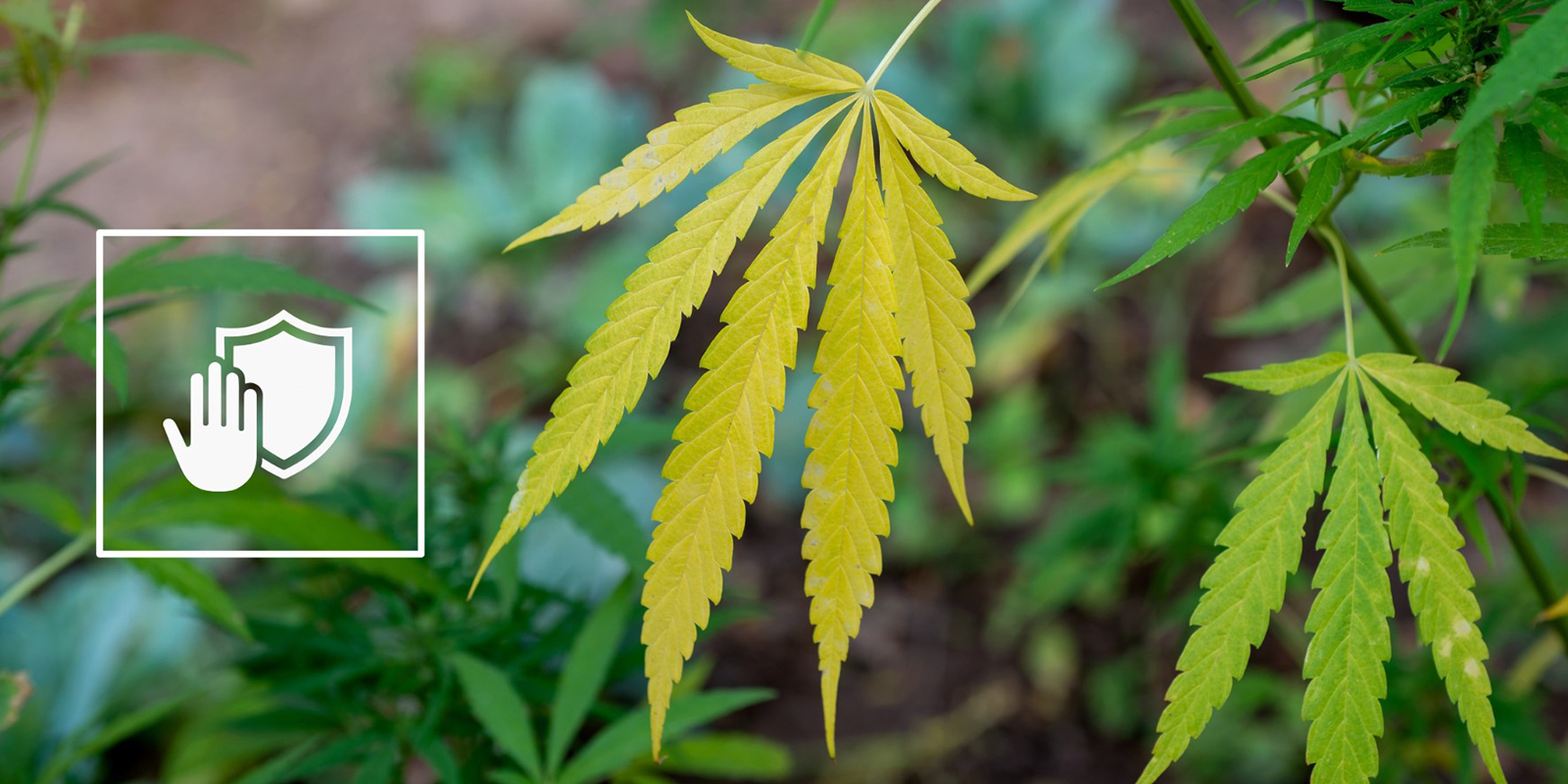 Prévenir les carences en azote Prévenir les carences en azote