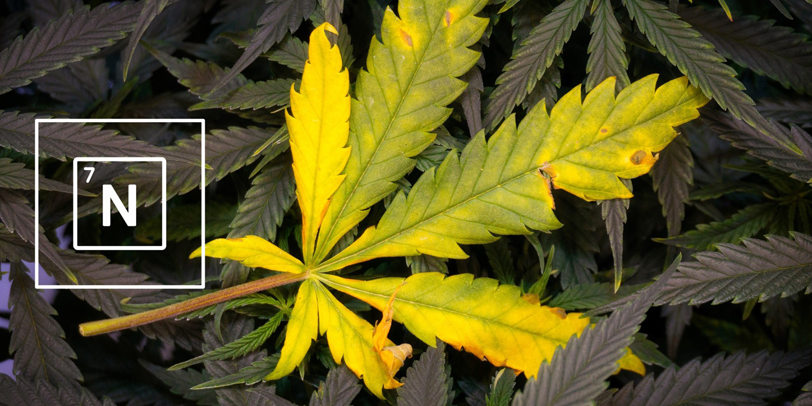 Qu’est-ce que l’azote et pourquoi est-il si important ? Qu’est-ce que l’azote et pourquoi est-il si important ?