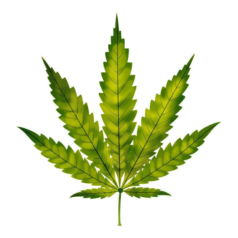Carence En Azote Dans Les Plants De Cannabis : Début de la carence en azote