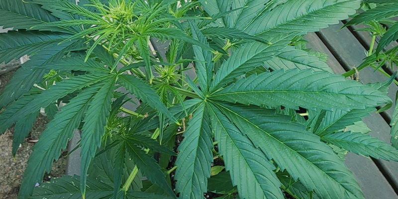 À quoi ressemble la toxicité de l’azote dans les plants de cannabis