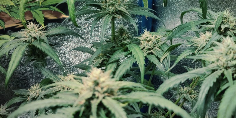 À quoi ressemble la toxicité de l’azote dans les plants de cannabis