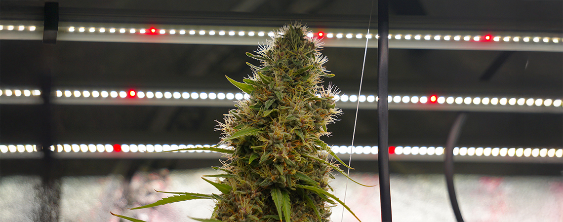 Cycles lumineux pour autofloraison : guide complet