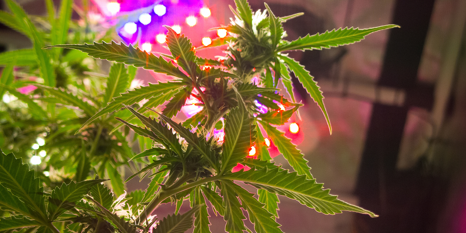 Intensit&eacute; lumineuse selon le cycle