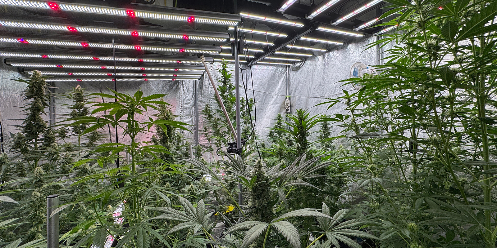 Cycles peu courants : 6/6, 6/2, 36 h de lumi&egrave;re