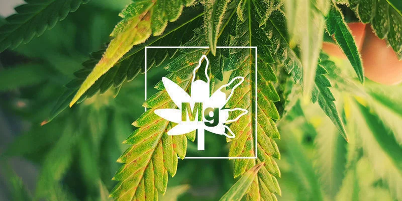 Carence En Magnésium Des Plants De Cannabis