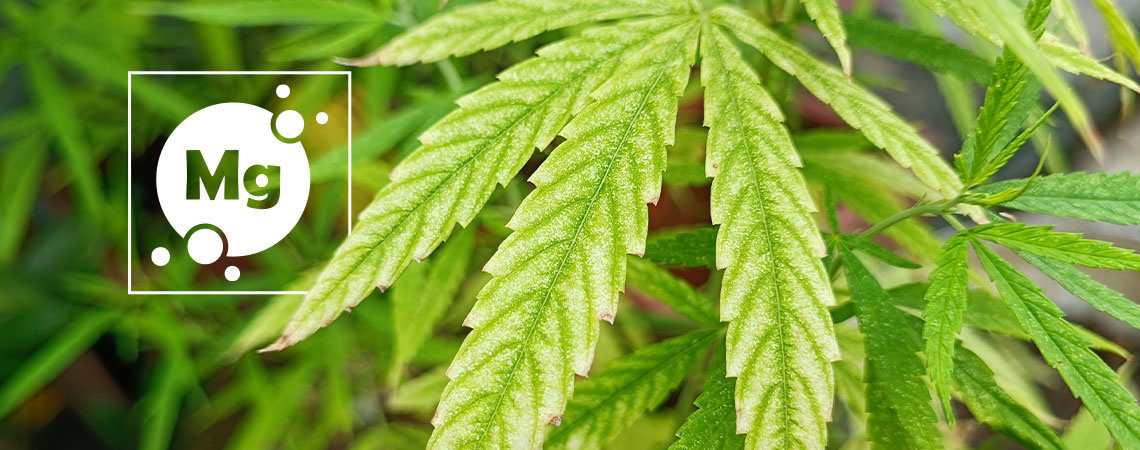 La carence en magnésium du cannabis