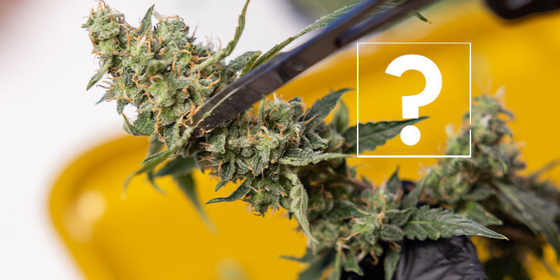 Puis-je encore consommer les plants ou les têtes affectées ?