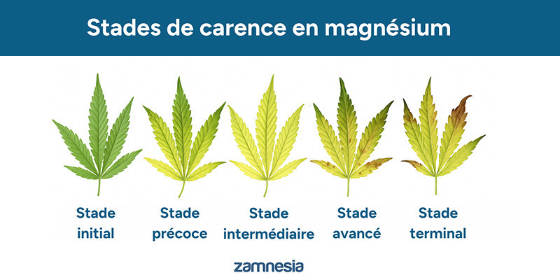 Progression d’une carence en magnésium