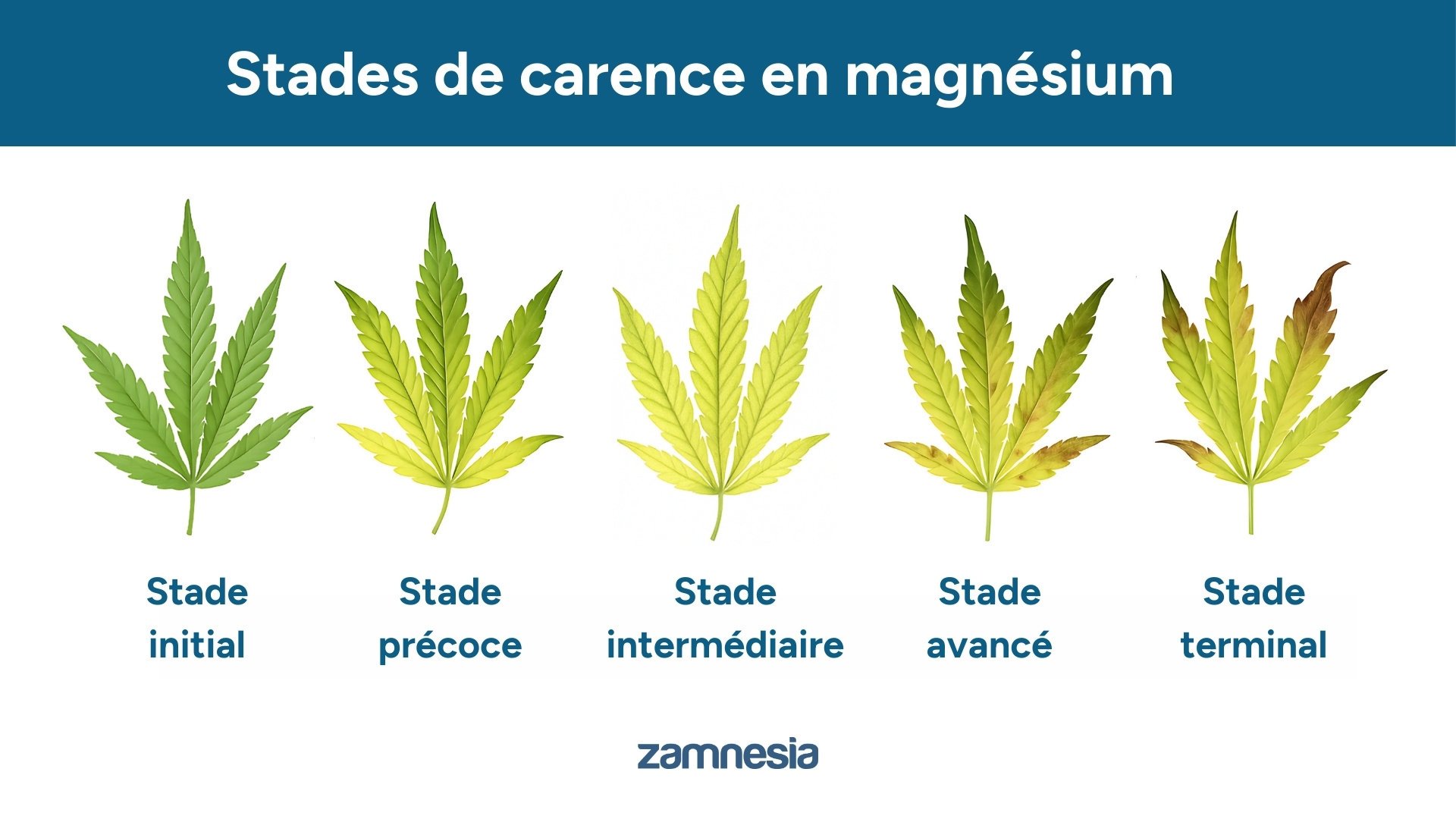 Progression d’une carence en magnésium