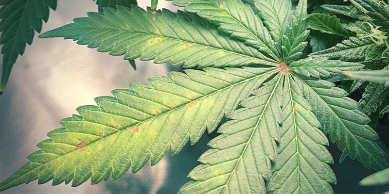 À quoi ressemble une carence en magnésium sur un plant de cannabis