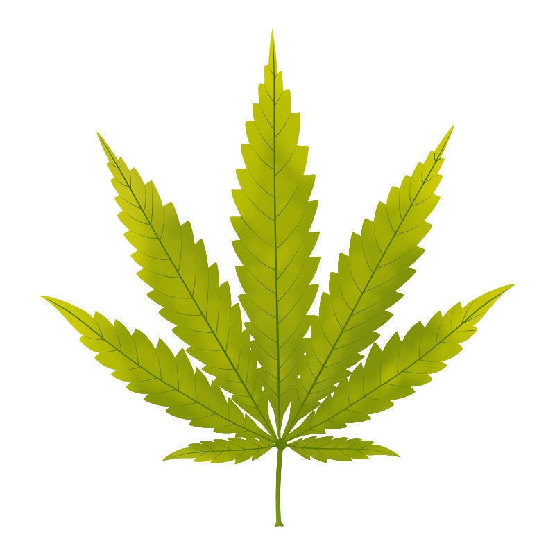 Carence En magnésium Dans Les Plants De Cannabis : Début de la carence en magnésium
