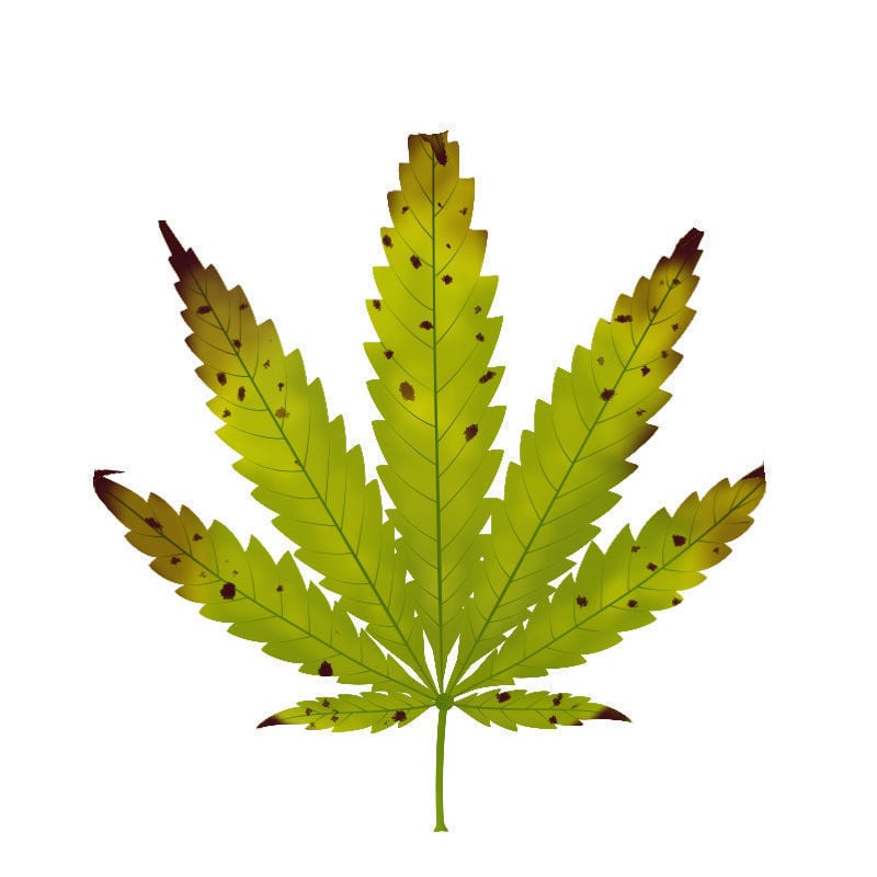 Carence En magnésium Dans Les Plants De Cannabis : Dernier stade de la carence en magnésium