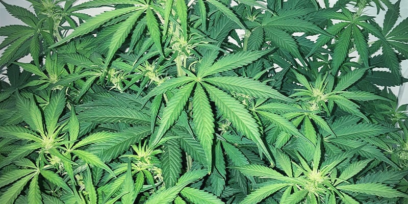 À quoi ressemble une carence en soufre sur un plant de cannabis